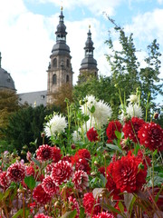 dahlien vor dem fuldaer dom in fulda