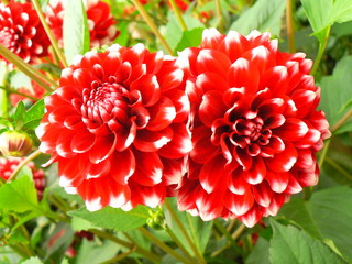 dahlien von verschiedenen formen, farben, arten, aussehen
