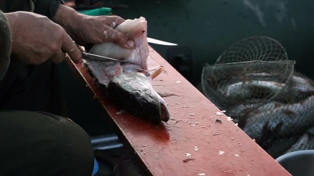 Fish cutting. Male hands taking freshwater fish out of the stomach of a pike. HD