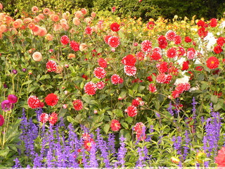 verschiedene dahlienarten im garten