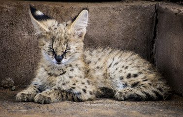 Serval cuteness