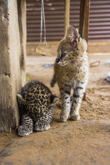 Leopard cub and Serval bub friends