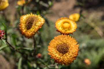 Yellow Flower background