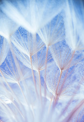 Abstract macro photo of plant seeds at a morning - 140101707