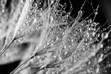 Fototapety  Streszczenie makro zdjęcie nasion roślin. Czarny i biały