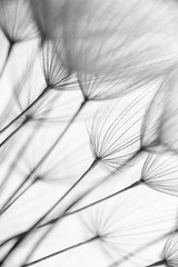Streszczenie makro zdjęcie nasion roślin. Czarny i biały - 140101741