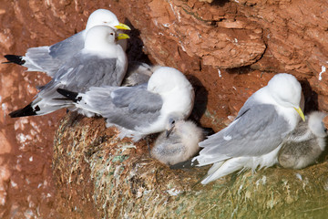 Dreizehenmöwe bei der Brut in hoher steiler Klippe auf der Nordseeinsel Helgoland am Lummenfelsen © Bernd Wolter