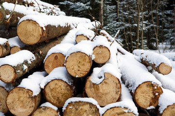 Felled trunks of trees prepared for export in the winter season. Stacked in stacks of sawn forest covered with snow. Industrial logging of pine trees. Nature is used by people.