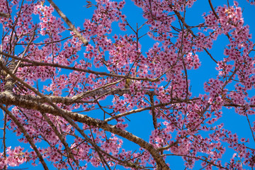 Pink cherry blossom flower