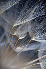 Abstract macro photo of plant seeds