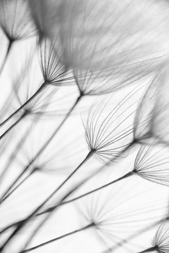Fototapeta Abstract macro photo of plant seeds. Black and white