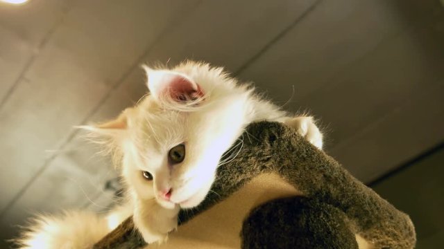 White kitten playing on the scratching tower
