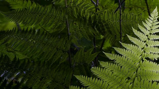 Closeup of ferns back-lighting, moved by the breeze and dark background.
Six seconds fixed plane, ten seconds camera motion: panning left and zoom out, and seven seconds fixed plane.
