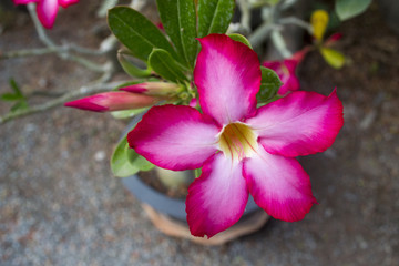 Impala Lily