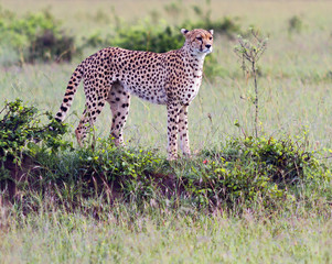 A cheetah on the Masai Mara - Kenya