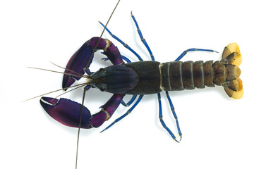 crayfish 