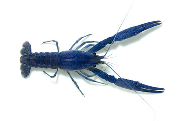 crayfish 