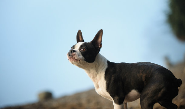 Boston Terrier dog against sore and blue water