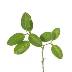 Green leaf of lemon tree on small branch. Studio shot isolated on white