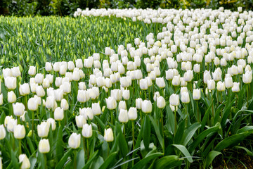 Numerous publicly accessible fields in bloom in dutch spring Keukenhof Gardens