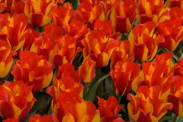 Endless fields of tulips in the Netherlands. Spring