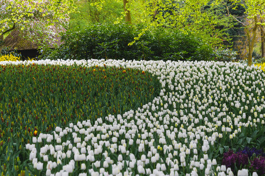 Numerous publicly accessible of tulips in bloom in dutch spring Keukenhof Gardens
