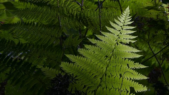 Closeup of ferns back-lighting, moved by the breeze and dark background.