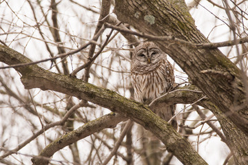 Barred Owl