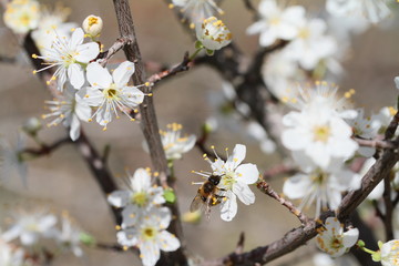 Fototapeta premium abeille 2017/cc