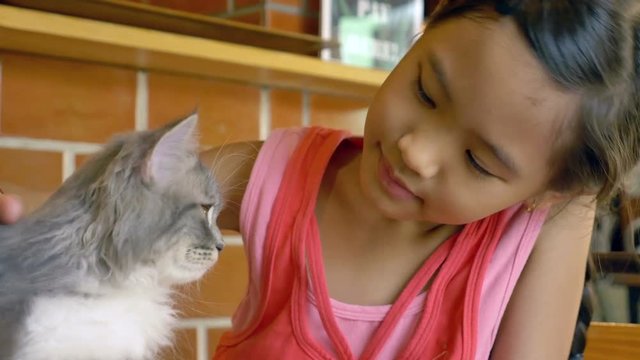 4K : Lovely Asian girl plays with her tabby Persian cat