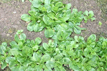 Feldsalat im M&auml;rz