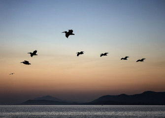 Fototapeta na wymiar Group of american white pelicans flying in formation over lake during sunrise with orange illuminated sky and mountains in the background