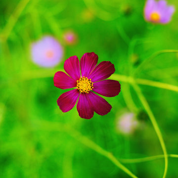 Violet cosmos bipinnatus flower on a blurred green background. Garden flower - cosmeya. Square format.