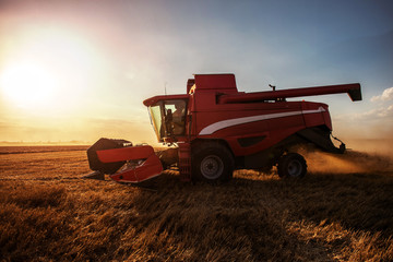 Harvesting the wheat