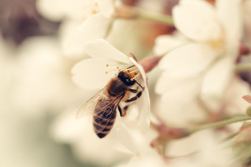 bee insect on white sakura flower blossoming as natural background
