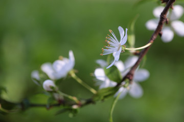White sakura flower blossoming as natural background on blurred backdrop