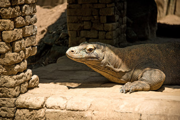 lone big lizard out of the rock caves