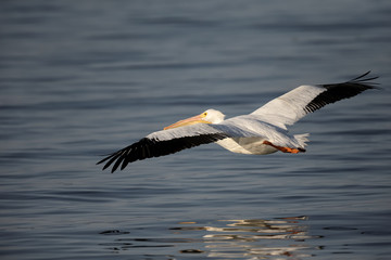 Fototapeta na wymiar Portrait of American White Pelican in full flight over a lake in the wilderness with reflection in the water