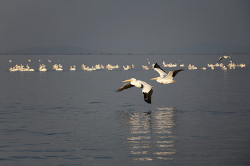 American White Pelicans swimming and flying over a lake in the wilderness with beautiful reflection in the water