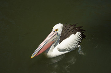 white Pelican with a pink beak beautiful floats on the surface of the pond