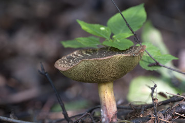 Red cracking bolete
