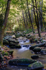 Creek Lined by Rocks and Trees in the Smokey Mountains National Park