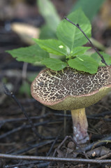 Red cracking bolete