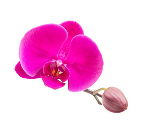 Naklejka na ściany i meble Close up of pink orchid
