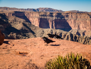 Black Ravens at Grand Canyon West Rim - Arizona, USA