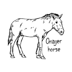 onager horse - vector illustration sketch hand drawn with black lines, isolated on white background