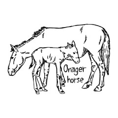 onager horse and foal - vector illustration sketch hand drawn with black lines, isolated on white background