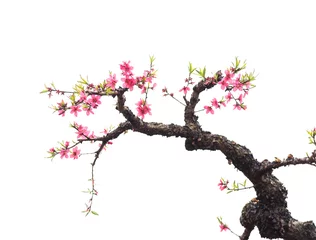 Poster de jardin Fleurs Peach blossom flower isolated on white