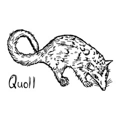 quoll - vector illustration sketch hand drawn with black lines, isolated on white background