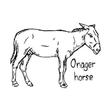 onager horse - vector illustration sketch hand drawn with black lines, isolated on white background